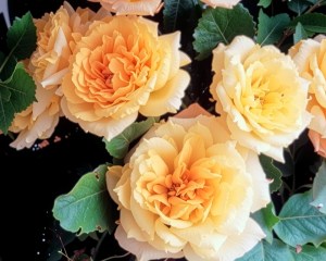 Garden Sun Climbing Rose (Adobe Regenerate)